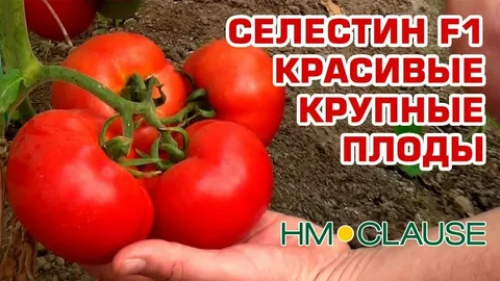 Томат  "Селестин  F1"  10  шт - фото1