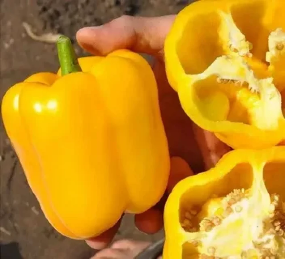 Перец "Спрингбокс F1" 10 шт - фото2 Перец "Спрингбокс F1" 10 шт - фото2