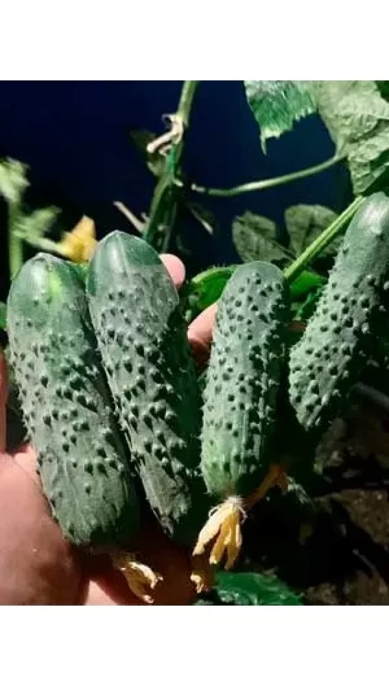 Огурец "Анвар F1" 25 шт. - фото1 Огурец "Анвар F1" 25 шт. - фото1